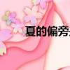 夏的偏旁是什么（回的偏旁是什么）