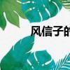 風信子的圖片（風信子圖片花語）