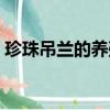 珍珠吊蘭的養殖方法和注意事項（珍珠吊蘭）