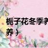 梔子花冬季養護的正確方法（梔子花冬天怎么養）