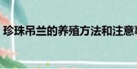 珍珠吊蘭的養殖方法和注意事項(珍珠吊蘭)