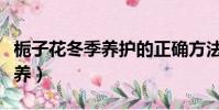 梔子花冬季養護的正確方法(梔子花冬天怎么養)