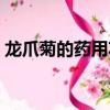 龍爪菊的藥用功效圖片（龍爪菊的藥用功效）
