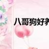 八哥狗好養嗎怎么養（八哥狗好養嗎）