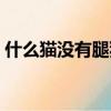 什么貓沒有腿猜個六字情話（什么貓沒有腿）