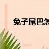 兔子尾巴怎么啦（兔子尾巴cd壓縮器）