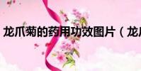 龍爪菊的藥用功效圖片(龍爪菊的藥用功效)