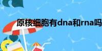 原核細胞有dna和rna嗎(原核細胞)