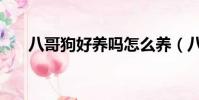 八哥狗好養嗎怎么養(八哥狗好養嗎)
