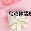 烏雞種翡翠手鐲辟邪嗎（烏雞種翡翠）