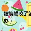 被蝙蝠咬了怎么辦吃蝙蝠屎（被蝙蝠咬了怎么辦）