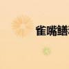 雀嘴鱔和鱷雀鱔圖片（雀嘴鱔）