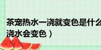 茶寵熱水一澆就變色是什么道里(茶寵為什么澆水會變色)