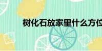 樹化石放家里什么方位(樹化石)