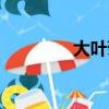 大葉菊苣圖片（菊苣圖片）