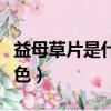 益母草片是什么顏色的（益母草蜜正常什么顏色）