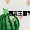西夏王葡萄酒旗艦店（西夏王葡萄酒）