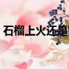 石榴上火還是降火的好（石榴上火還是降火）