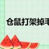 倉鼠打架掉毛怎么辦（倉鼠打架頭都掉了）