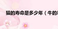 貓的壽命是多少年(牛的壽命是多少年)