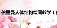 伯里曼人體結構繪畫教學(伯里曼人體結構)