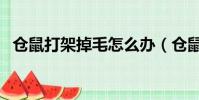 倉鼠打架掉毛怎么辦(倉鼠打架頭都掉了)