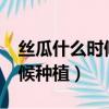 絲瓜什么時候種植?怎么種植的（絲瓜什么時候種植）