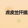 虎皮蘭扦插方法圖解（虎皮蘭扦插方法）