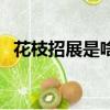 花枝招展是啥意思（花枝招展是什么意思）