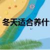 冬天適合養什么花水培（冬天適合養什么花）