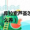 庫拉索蘆薈怎么養才能長側芽（庫拉索蘆薈怎么養）