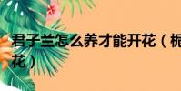 君子蘭怎么養才能開花(梔子花怎么養才能開花)