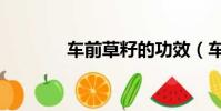 車前草籽的功效(車前草籽)