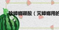 除蟑螂硼酸(滅蟑螂用的硼酸哪里買)