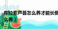 庫拉索蘆薈怎么養才能長側芽(庫拉索蘆薈怎么養)