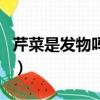 芹菜是發物嗎皮膚病可以吃嗎（芹菜是發物嗎）