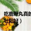 吃鹿鞭丸真的能提高性功能（鹿鞭和鹿茸哪個壯陽好）