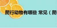 爬行動物有哪些 常見(爬行動物有哪些)