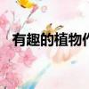 有趣的植物作文100字（有趣的植物作文）