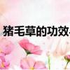 豬毛草的功效與作用（豬毛菜的功效與作用）