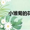 小雛菊的花語是什么（小雛菊的花語）