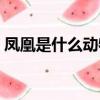 鳳凰是什么動物生出來了（鳳凰是什么動物）