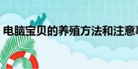 電腦寶貝的養殖方法和注意事項(電腦寶貝)