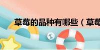 草莓的品種有哪些(草莓品種哪個好)