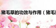 豬毛草的功效與作用(豬毛菜的功效與作用)