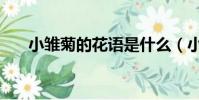 小雛菊的花語是什么(小雛菊的花語)