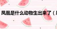 鳳凰是什么動物生出來了(鳳凰是什么動物)