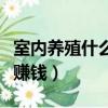 室內養殖什么最賺錢最好養（室內養殖什么最賺錢）