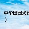中華田園犬智商相當于幾歲（中華田園犬智商）
