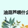 油葫蘆喂什么食物最好（油葫蘆和蟋蟀的區別）